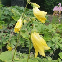 Kirengeshoma palmata Koreana Group